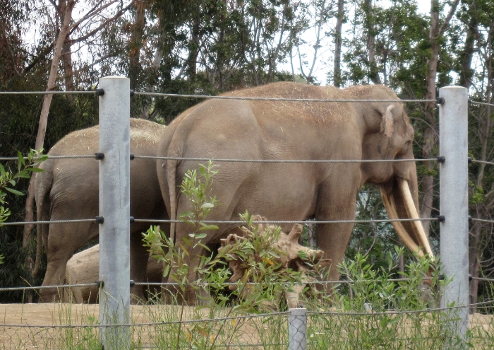 Large bull elephant